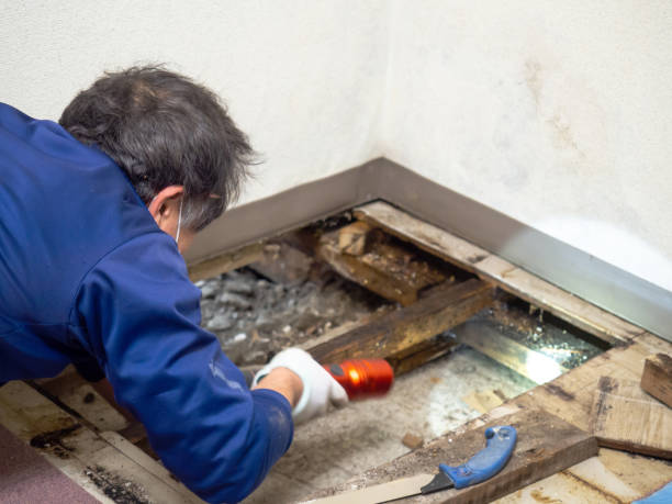 Best Emergency Mold Removal  in Pittsfield, MA