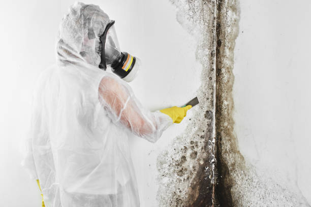 Best Certified Mold Removal  in Pittsfield, MA