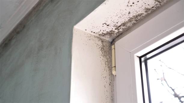 Best Mold Testing  in Pittsfield, MA