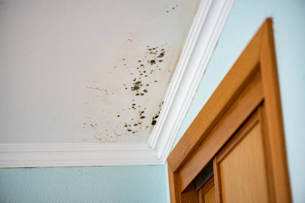 Home Mold Removal in Pittsfield, MA