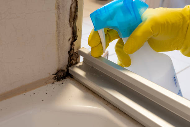 Best Crawl Space Mold Removal  in Pittsfield, MA