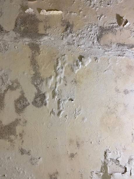 Best Black Mold Removal  in Pittsfield, MA