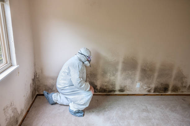 Best Fast Mold Removal  in Pittsfield, MA