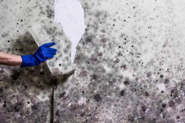 Pittsfield, MA Mold Removal Company