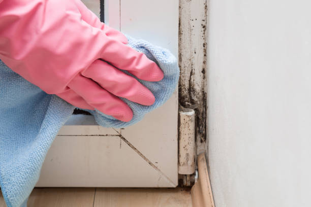 Best Residential Mold Removal  in Pittsfield, MA