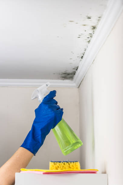 Best Office Mold Removal Services  in Pittsfield, MA